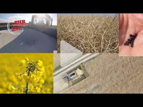 Culture du colza en Alsace, étape par étape
