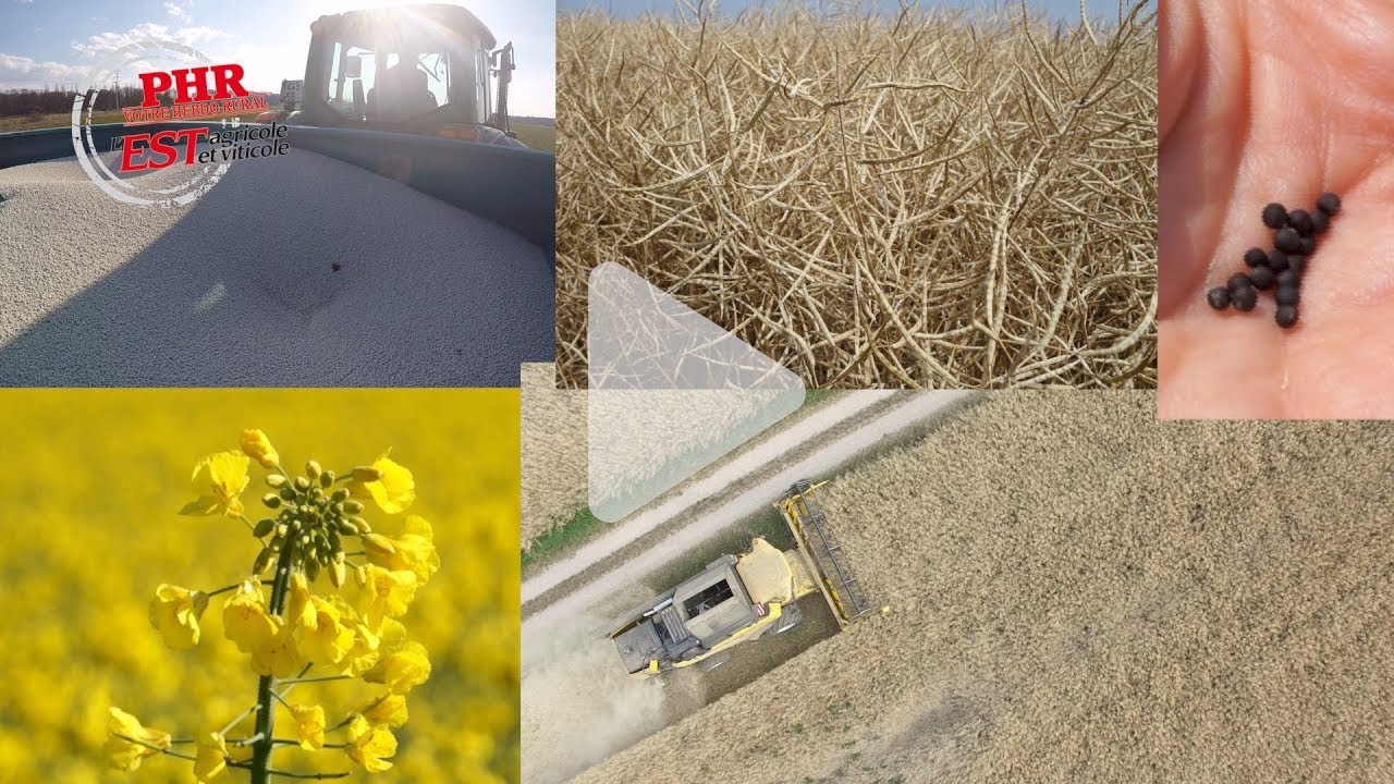 Culture du colza en Alsace, étape par étape