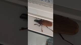 Macrodontia Cervicornis - Besouro Gigante - Giant Beetle