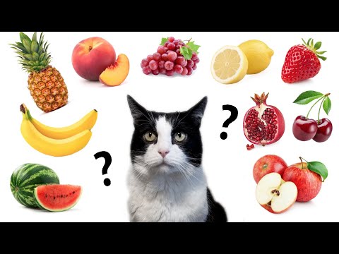Wideo: Czy koty mogą jeść kamyki owocowe?