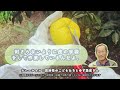 ファミマル「産地と、コンビに、」とろける食感ぎゅっとゆず