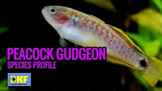 Peacock Gudgeon species profile