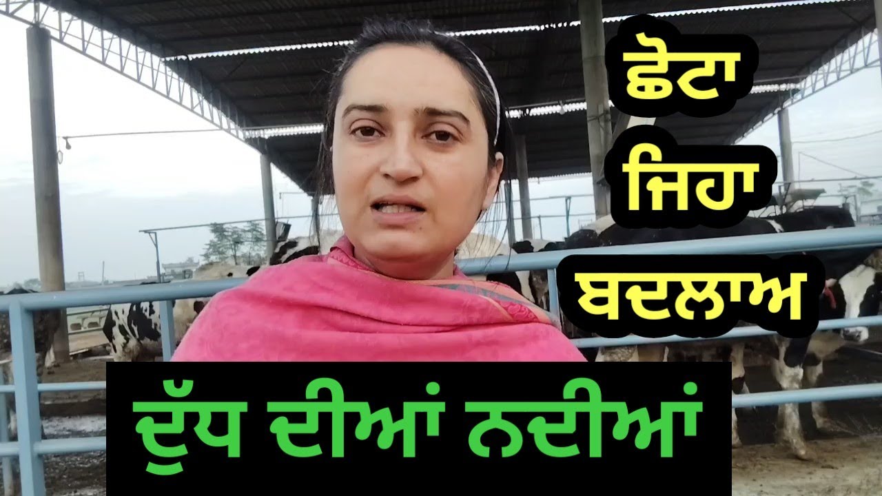 Cow ki peak production aur fertility ko improve kregi yeh feed formula 