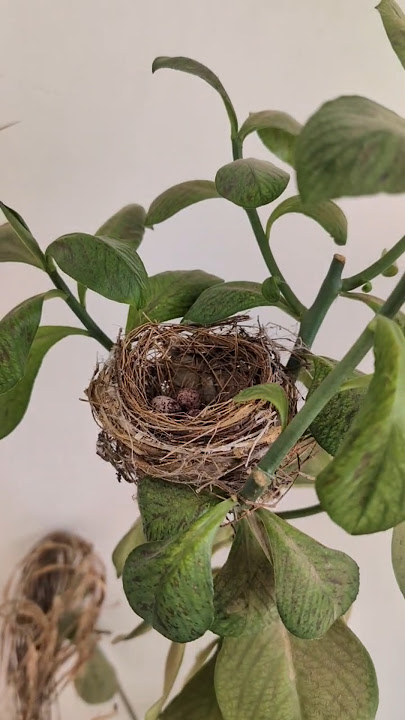 & they flew 🪽 #shorts #birds #nightingale #bulbul #nature #plants #share #fly #bird #cute #love