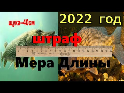 Норма вылова рыбы 2022. Штраф за рыбалку 2022. Размер рыб для вылова. Рыболовные правила 2022.
