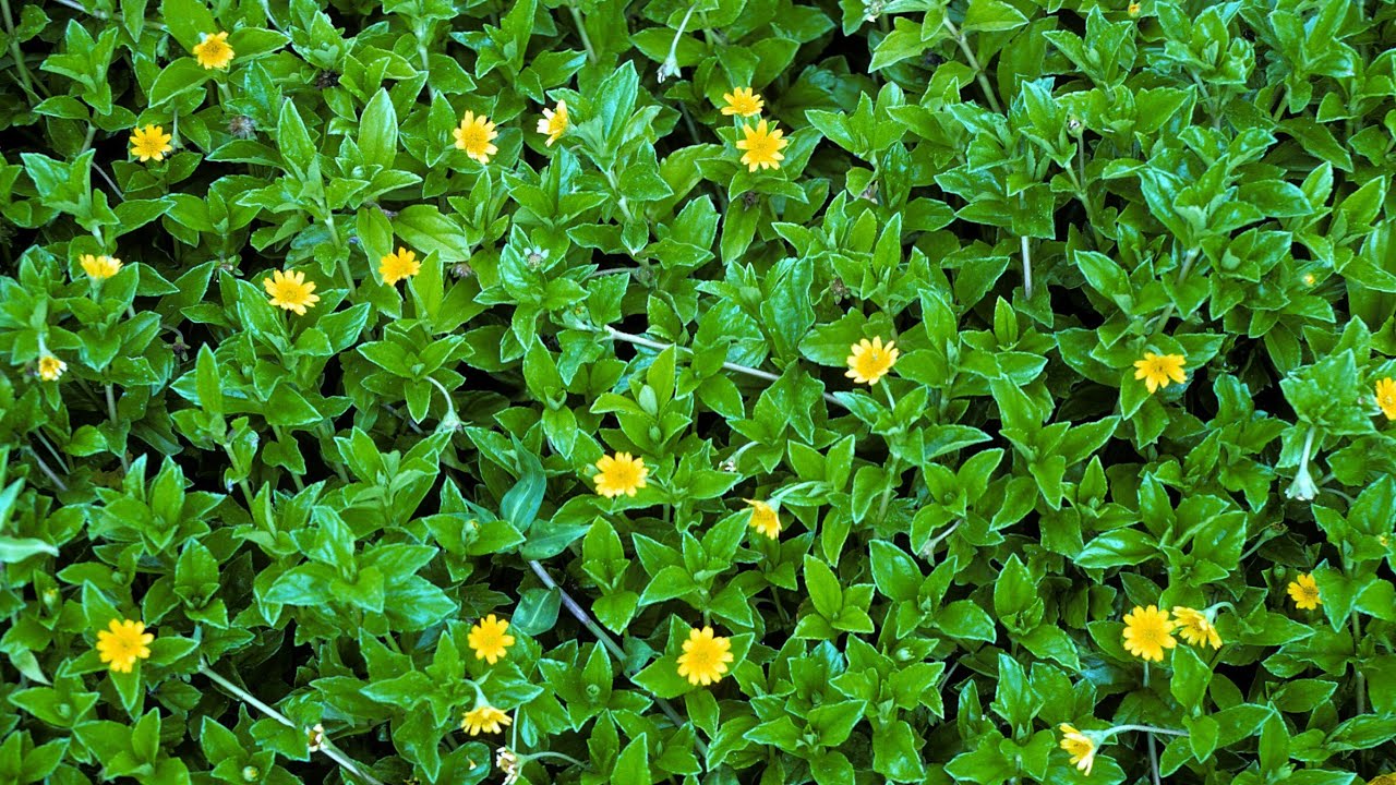 نبات رجل الأرنب , الويديليا , الزرار الذهبي , Wedelia trilobata