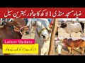 Zia Masjid Bakra Mandi 2026 update Bakra Mandi 2026 Rawalpindi||Islamabad Bakra Mandi||Qurbani 2026