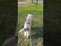 #shorts#malamute#doggames#bigdogs#siberianmalamute#husky#doggames#furrydogs#hunterdog#