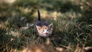 Kittens Meowing Loudly Compilation