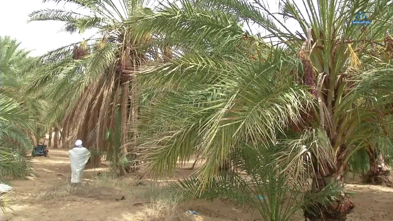 الغوط ... نموذج فلاحي مهدد بالزوال