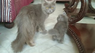 Abandon Cat Was Rescued With Her Only Grey Kitten Mother Looks Scared And Hiding