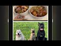 Raw food for our dogs our experience so far after 1 week transitioning to raw for our cane corsos