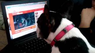 French Bulldog Mooby Watching Crazy Frog