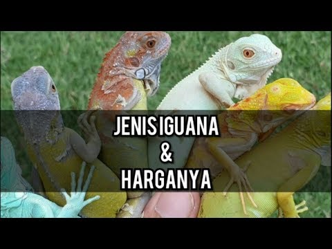 Video: Apa nama kumpulan iguana?