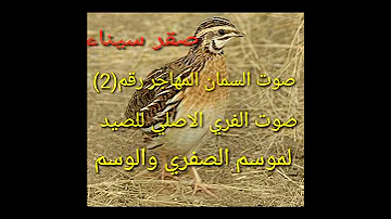 صوت السمان الفري المهاجر رقم 2 للصيد صوت اصلي مجرب لموسم الصفري والوسم 