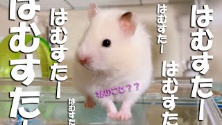 モデルを目標に モテる女子を目指すハムスター！