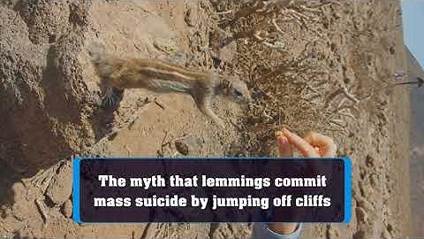 The myth that lemmings commit mass suicide by jumping off cliffs