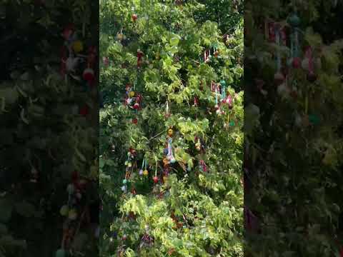 Необычное дерево! Липа