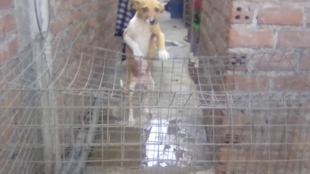 Mi perro escalando😍😍😃