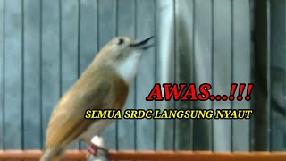 Suara Panggilan SRDC Ampuh Membuat Semua srdc langsung Nyaut - Ngeplong - Gacor