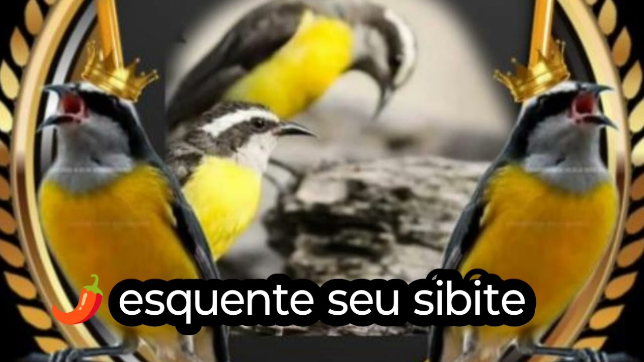 🔥Esquente seu sibite com essa baderna🔥