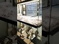 Imam Reza Grand Bazar Mashhad City Iran Travel Moments Shorts 