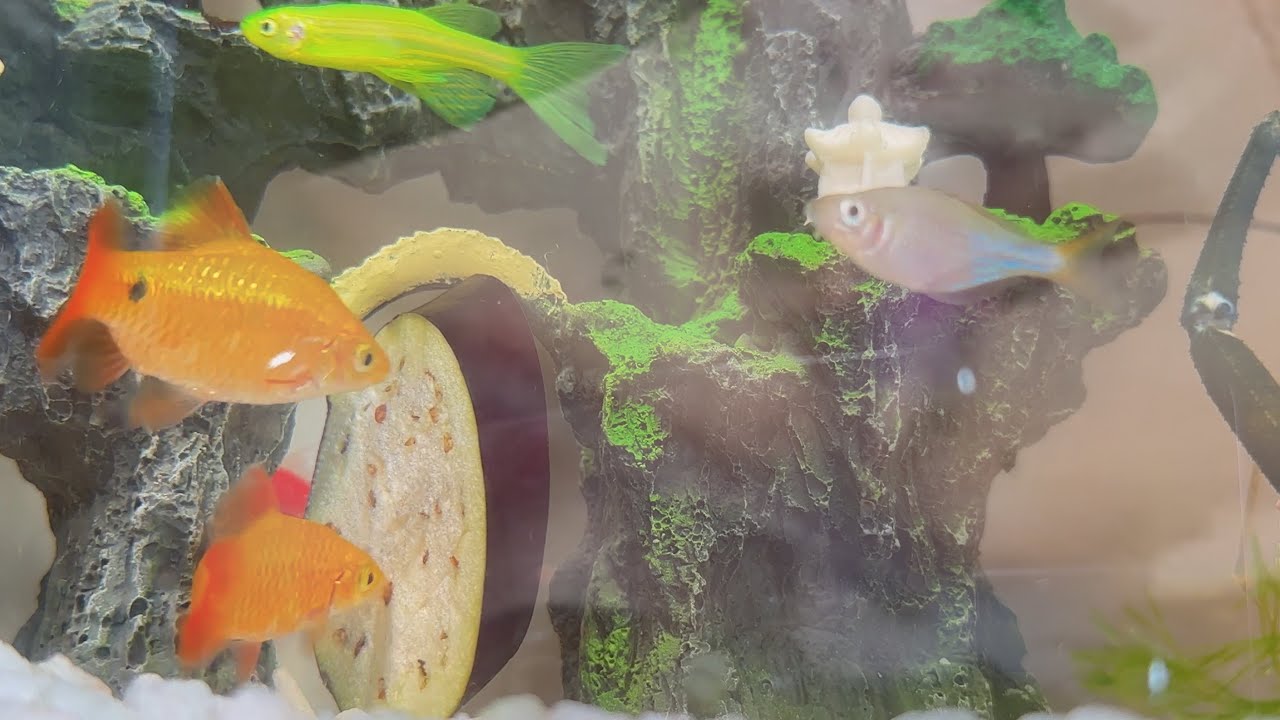 The hiding door is in the grass for the blue fish to go search.