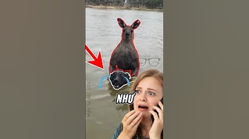 VÌ SAO KANGAROO THÍCH ÔM CHÓ DƯỚI NƯỚC #amazingfacts #facts