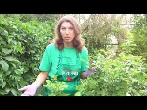 Как цвести розы