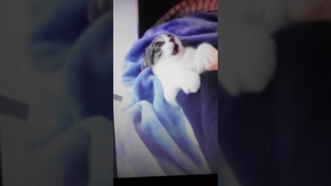 Korkan kedi YouTube