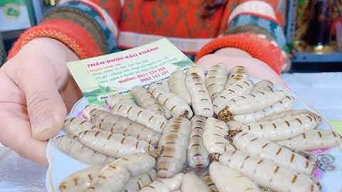 MỐI CHÚA TO ĐỀU NGÂM RƯỢU CỰC NGON - THẢO DƯỢC BẢO KHÁNH