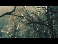 Rain falling on tree branches | Beautiful Raining Sound for Relaxation &amp; Refreshment