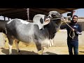 Brahman 👆🏻 || VIP Cattle Farms Waly Apny Janwaron Ko Kya Khila Kr Bhari Krty Hyn?