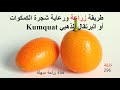 زراعة ورعاية شجرة الكمكوات Kumquat أو البرتقال الذهبي زراعة ورعاية شجرة الكمكوات Kumquat أو البرتقال الذهبي
