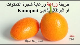 . طريقة زراعة ورعاية شجرة الكمكوات Kumquat أو البرتقال الذهبي