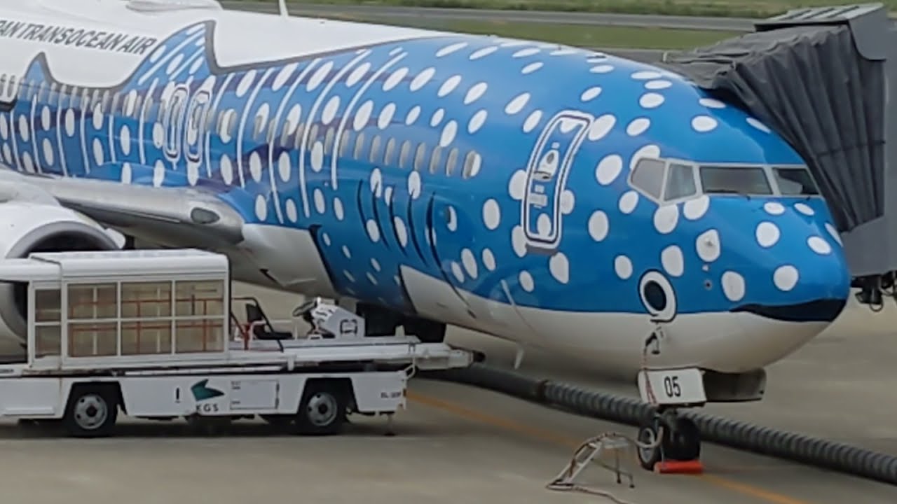 ジンベエジェット発見 Youtube ジンベエジェット発見 Youtube