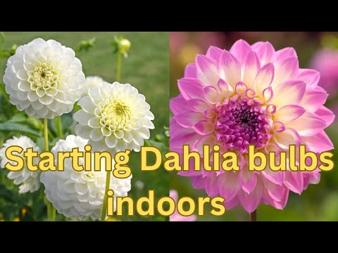 Grow Stunning Dahlias Early By Starting Tubers Indoors 🌺💐 planting