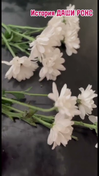 #цветы #истории #жуткаяистория #ДАШАРОКС #ромашки #девочки #рек # ...