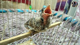 Finally I Got a Baby of Red Vented BulBul | How To Hand Feed Red Vented BulBul | BulBul Hand Feed