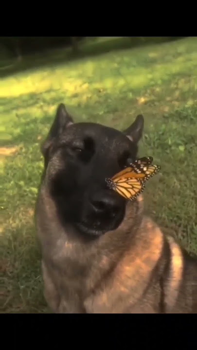 dog with butterfly #dog #butterfly #dogandbutterfly