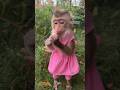 Cute Monkey Beautiful Video Shorts Tiktok Monkeybaby Bandar Catsology Cute Monkey Beautiful Video Shorts Tiktok Monkeybaby Bandar Catsology