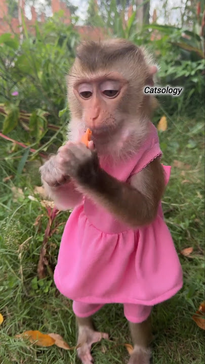 cute monkey beautiful video😄 #shorts #tiktok #monkeybaby #bandar #catsology