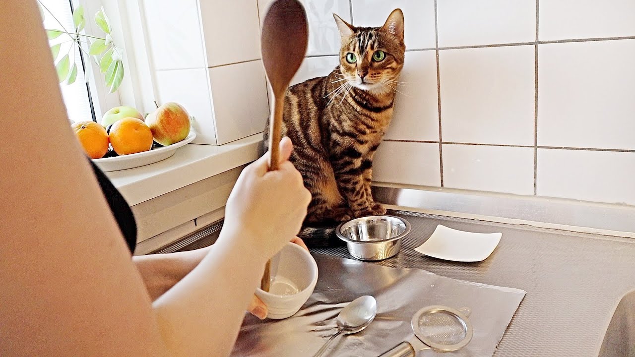 Cat Bella Helps me in The Kitchen Cooking for her Daughter - YouTube