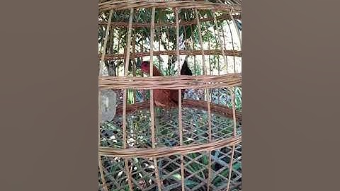 suab poj qaib qus tsauj zoo heev cuab tuaj zoo  kawg