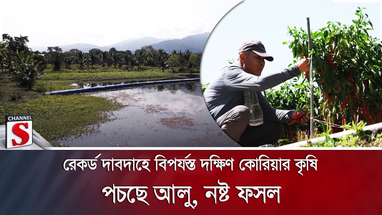 রেকর্ড দাবদাহে বিপর্যস্ত দক্ষিণ কোরিয়ার কৃষি; পচছে আলু, নষ্ট ফসল | South Korea | Channel S News