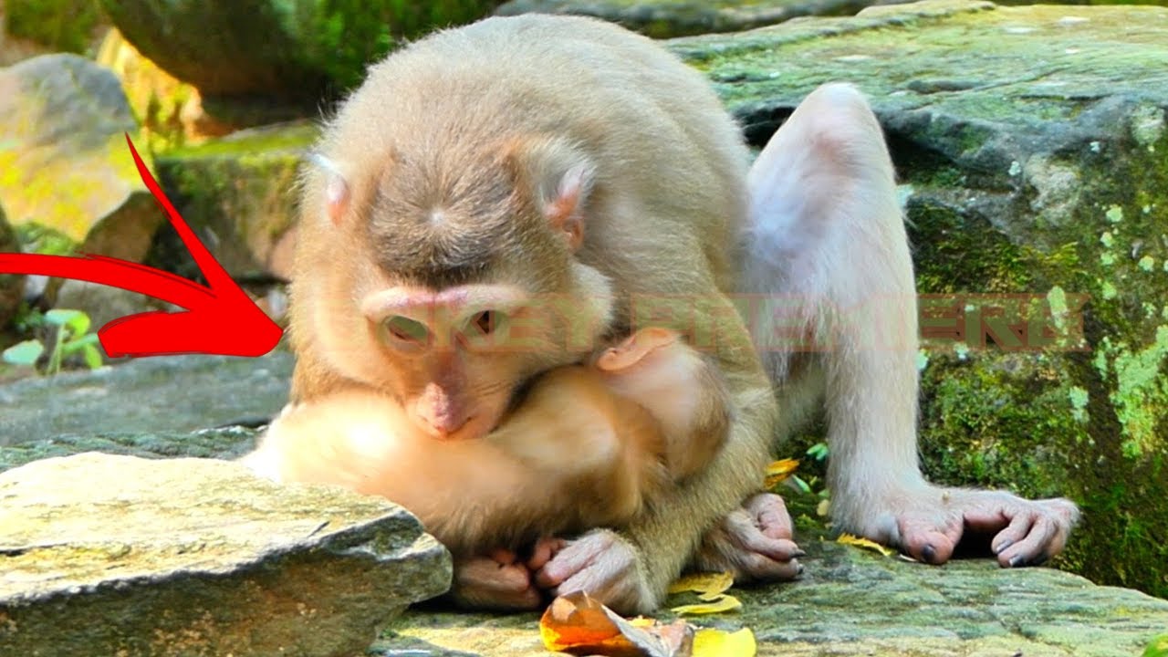Heartwarming Scene! Monkey Lauy and Baby Lexi Nurture Little Jenifer While Jullie Takes a Break