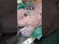 このイカを買いに来てください！
