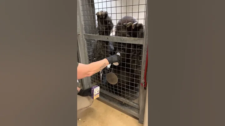 Thank you video
