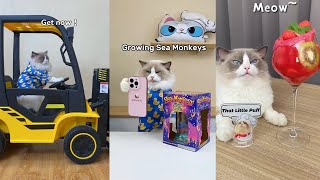 That Little Puff | Cats Make Food  | Kitty God & Others | TikTok 2024 #11