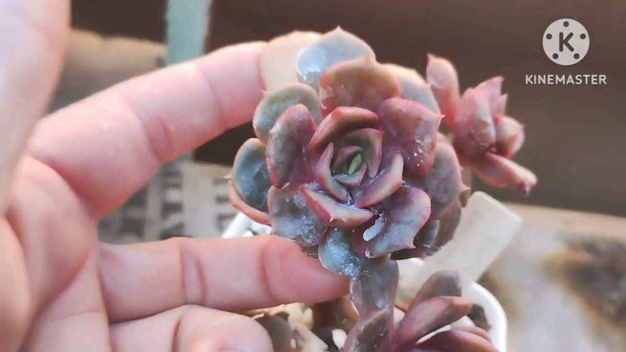 15 Suculentas em forma de árvore 🌳, lindas. Como eu cultivo elas.